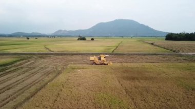 Bukit Mertajam, Penang / Malezya - Mar 07 2020: İHA atışları çeltik tarlasında hasat makinelerinin hareketlerini takip ediyor.