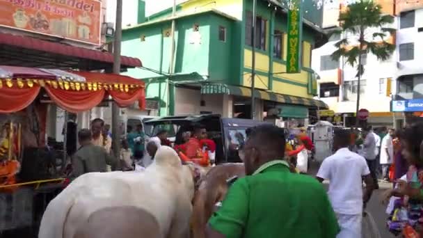 Georgetown Penang Maleisië Feb 2020 Heilige Koeien Trekken Zich Terug — Stockvideo