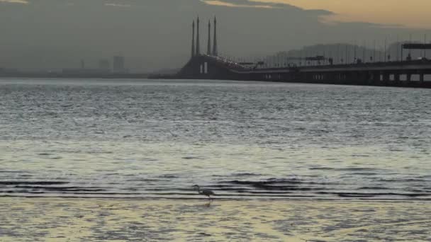 Batu Uban Penang Malaysia Feb 2020 Egret Birds 배경은 Penang — 비디오