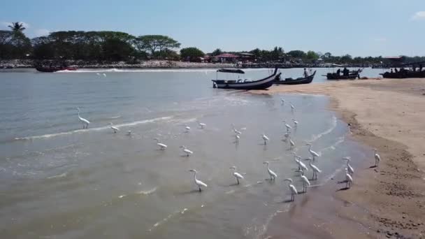 Kuala Muda Penang Malaysia Mar 2020 Aerial View Egret Birds — 비디오