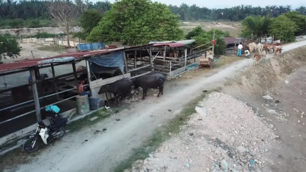 Seberang Perai Penang Malaysia Mar 2020 Buffaloes Cows Back Cage — стокове відео