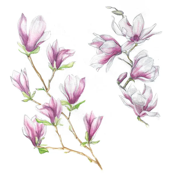 Akvarell-blommor - Blommande magnolia (twig) — Stock vektor