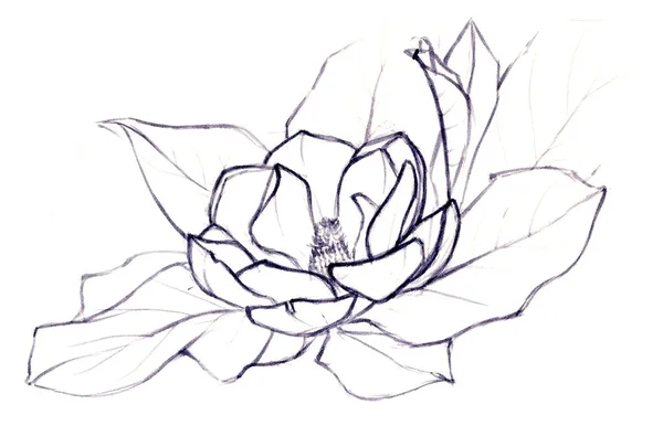 Bläck blomman - magnolia — Stock vektor