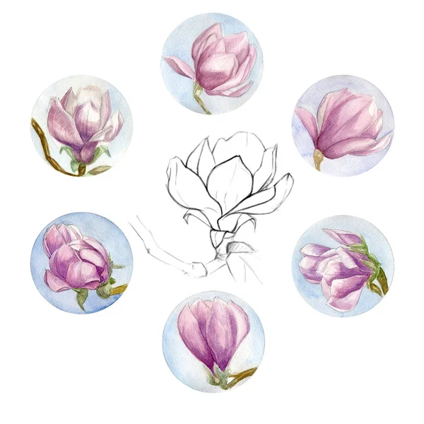   suluboya çiçek - çiçek açan Manolya