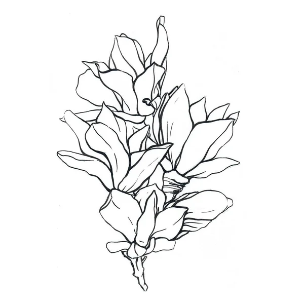 Vzor kolekce magnolia inkoustu — Stockový vektor
