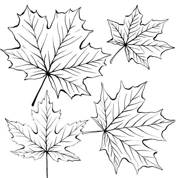 mürekkep akçaağaç yaprağı