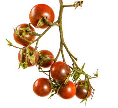 Olgun kırmızı kiraz domates dal. Beyaz backgrou izole