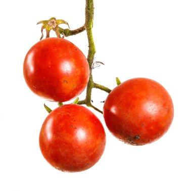 Olgun kırmızı domates dal. Beyaz arka plan üzerinde izole