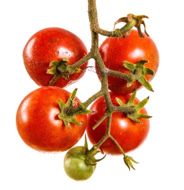 Olgun kırmızı domates dal. Beyaz arka plan üzerinde izole
