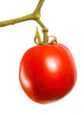 Olgun kırmızı domates dal. Beyaz arka plan üzerinde izole