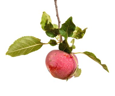 Olgun elma yaprakları ile dal. Beyaz arka plan üzerinde izole