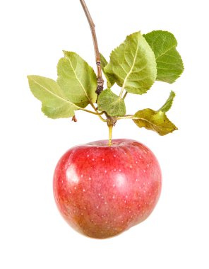 Olgun elma yaprakları ile dal. Beyaz arka plan üzerinde izole