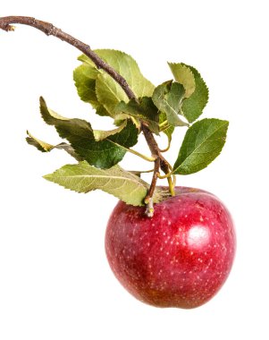 Olgun elma yaprakları ile dal. Beyaz arka plan üzerinde izole