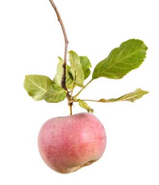 Olgun elma yaprakları ile dal. Beyaz arka plan üzerinde izole