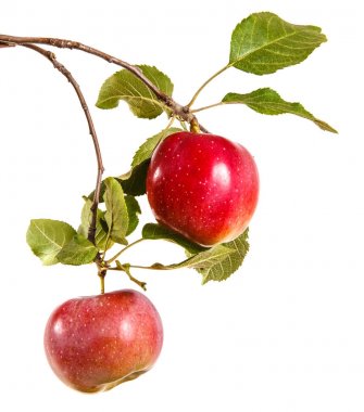 biraz olgun elma yaprakları ile dal. beyaz b izole