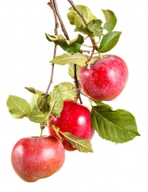 biraz olgun elma yaprakları ile dal. beyaz b izole