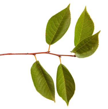 yeşil yaprakları ile kiraz ağacı dalı. Beyaz bac izole