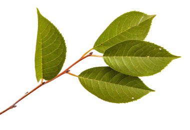 yeşil yaprakları ile kiraz ağacı dalı. Beyaz bac izole