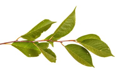 yeşil yaprakları ile kiraz ağacı dalı. Beyaz bac izole