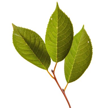 yeşil yaprakları ile kiraz ağacı dalı. Beyaz bac izole