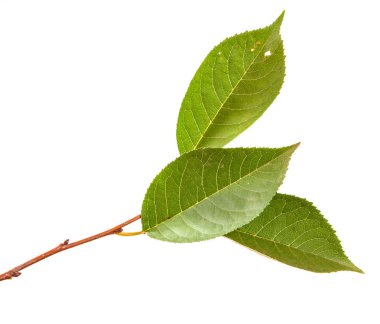 yeşil yaprakları ile kiraz ağacı dalı. Beyaz bac izole