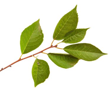 yeşil yaprakları ile kiraz ağacı dalı. Beyaz bac izole