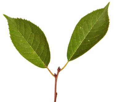 yeşil yaprakları ile kiraz ağacı dalı. Beyaz bac izole