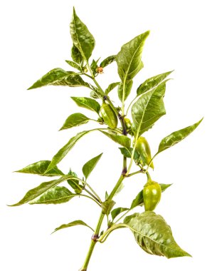 biber bush ile yeşil meyve dalı. Beyaz arkasında izole