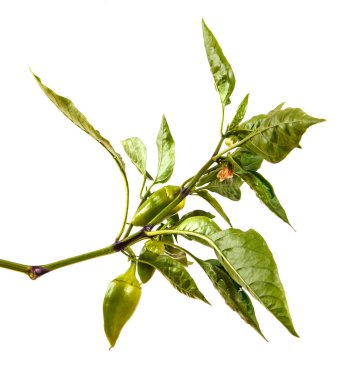 biber bush ile yeşil meyve dalı. Beyaz arkasında izole