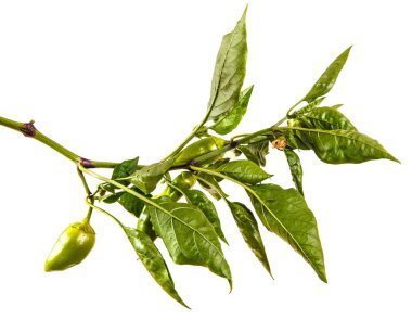 biber bush ile yeşil meyve dalı. Beyaz arkasında izole