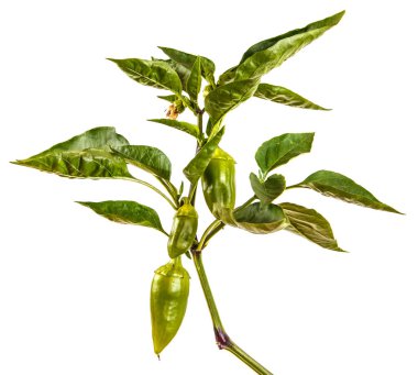 biber bush ile yeşil meyve dalı. Beyaz arkasında izole