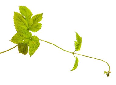 Yeşil hop kalkıyor. Beyaz arka plan üzerinde izole