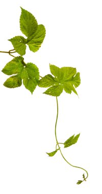 Yeşil hop kalkıyor. Beyaz arka plan üzerinde izole