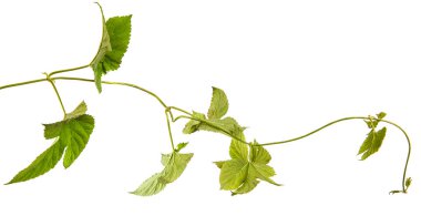 Yeşil hop kalkıyor. Beyaz arka plan üzerinde izole