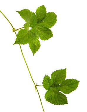 Yeşil hop kalkıyor. Beyaz arka plan üzerinde izole