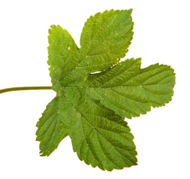 Yeşil hop kalkıyor. Beyaz arka plan üzerinde izole