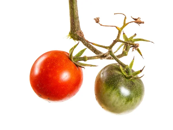 Tomates rouges mûres sur une branche. Isolé sur fond blanc — Photo