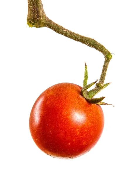 Tomates vermelhos maduros em um ramo. Isolado sobre fundo branco — Fotografia de Stock