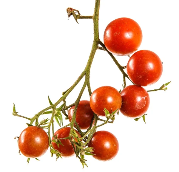 Tomates rojos cereza maduros en una rama. Aislado sobre fondo blanco — Foto de Stock