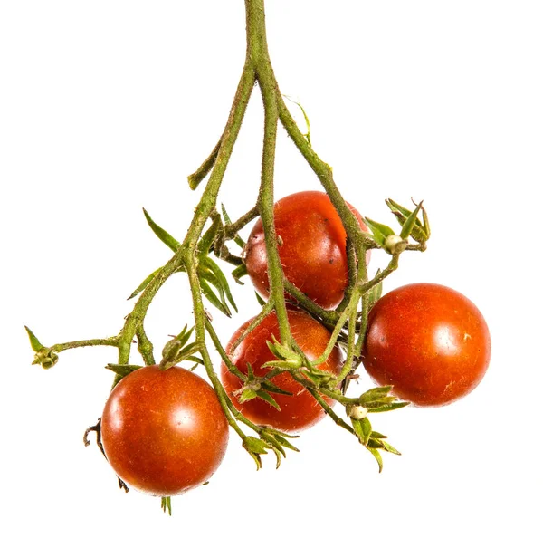 Mogna röda körsbär tomater på en gren. Isolerad på vit backgrou — Stockfoto
