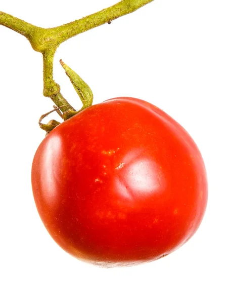 Reife rote Tomaten auf einem Zweig. isoliert auf weißem Hintergrund — Stockfoto