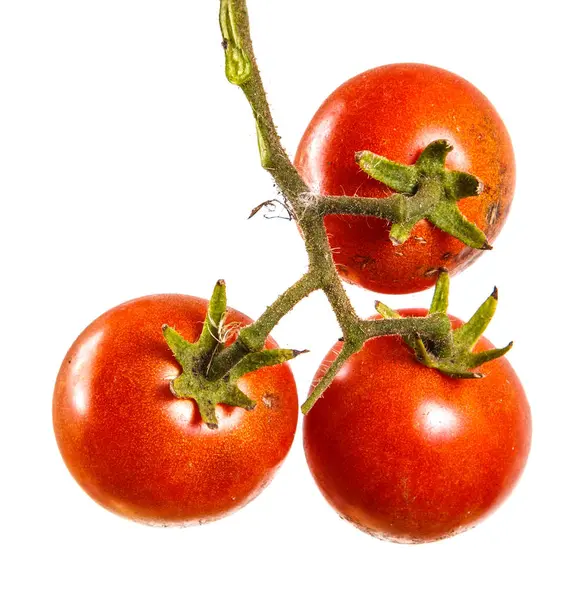 Ώριμες κόκκινες ντομάτες σε ένα κλαδί. Απομονωμένα σε λευκό φόντο — Φωτογραφία Αρχείου