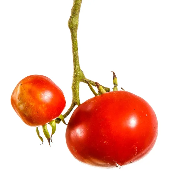 Tomates rojos maduros en una rama. Aislado sobre fondo blanco —  Fotos de Stock
