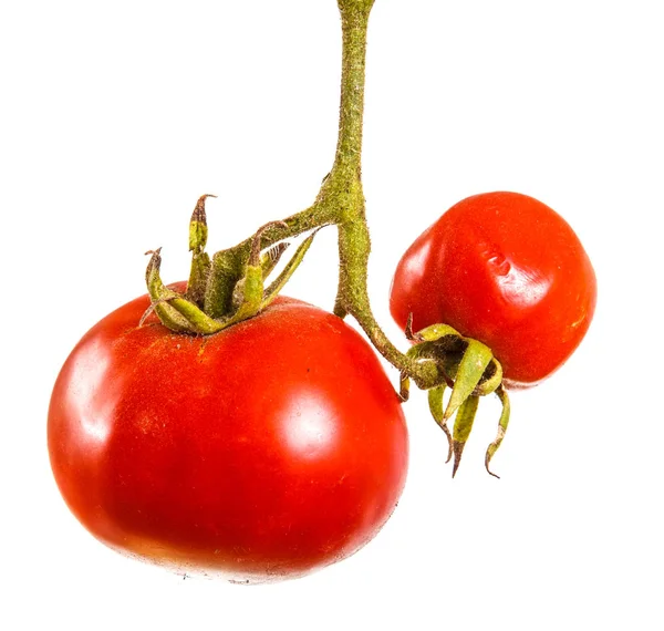 Tomates rouges mûres sur une branche. Isolé sur fond blanc — Photo