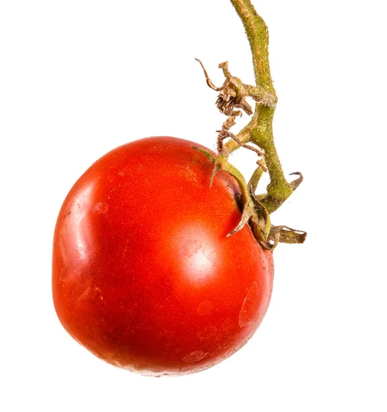 Спелые красные помидоры на ветке. Изолированный на белом фоне — стоковое фото