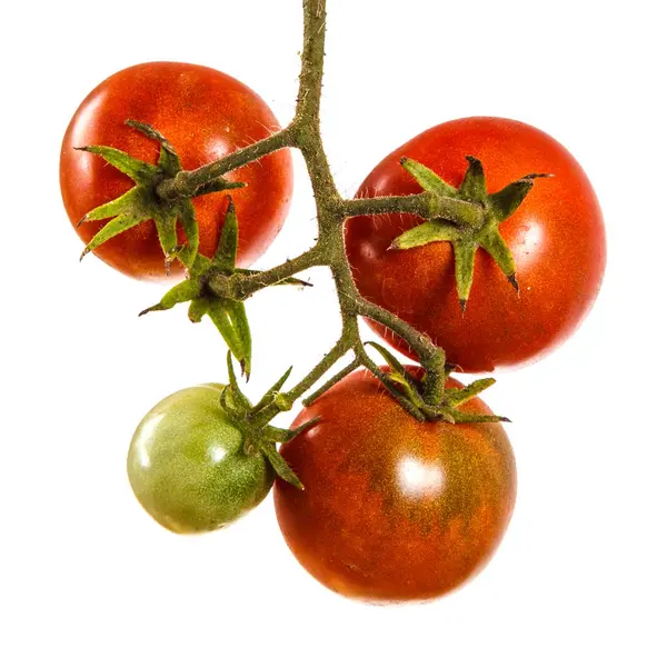 Pomodori rossi maturi su un ramo. Isolato su sfondo bianco — Foto Stock
