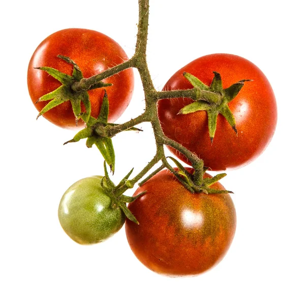Olgun kırmızı domates dal. Beyaz arka plan üzerinde izole