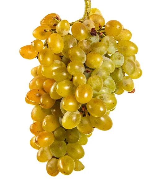 Racimo maduro de uvas amarillas. Aislado sobre fondo blanco —  Fotos de Stock