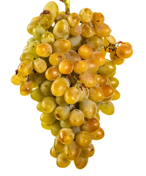 Racimo maduro de uvas amarillas. Aislado sobre fondo blanco — Foto de Stock