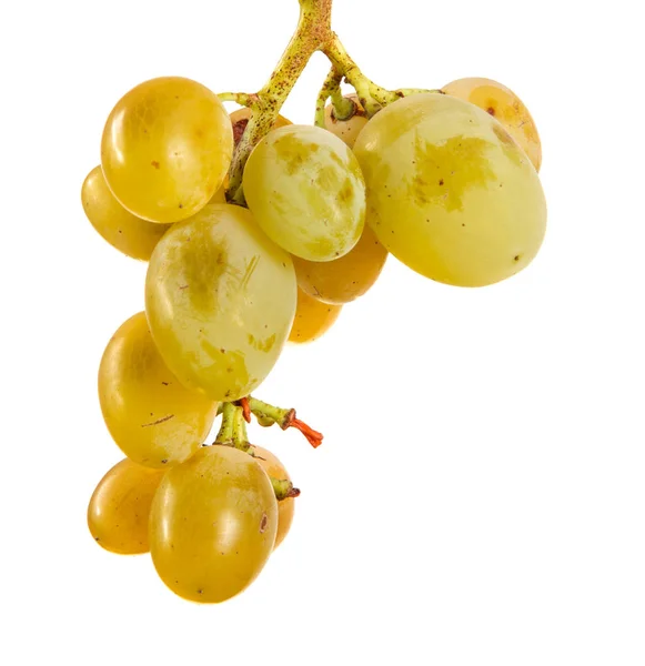 Rijpe stelletje gele druiven. Geïsoleerd op witte achtergrond — Stockfoto